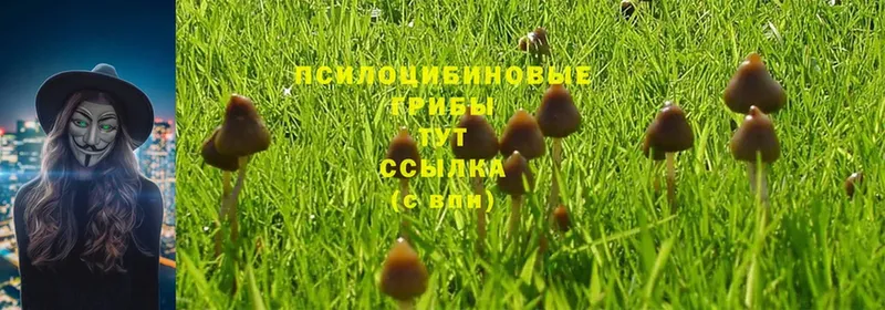 Галлюциногенные грибы MAGIC MUSHROOMS  даркнет сайт  Собинка 